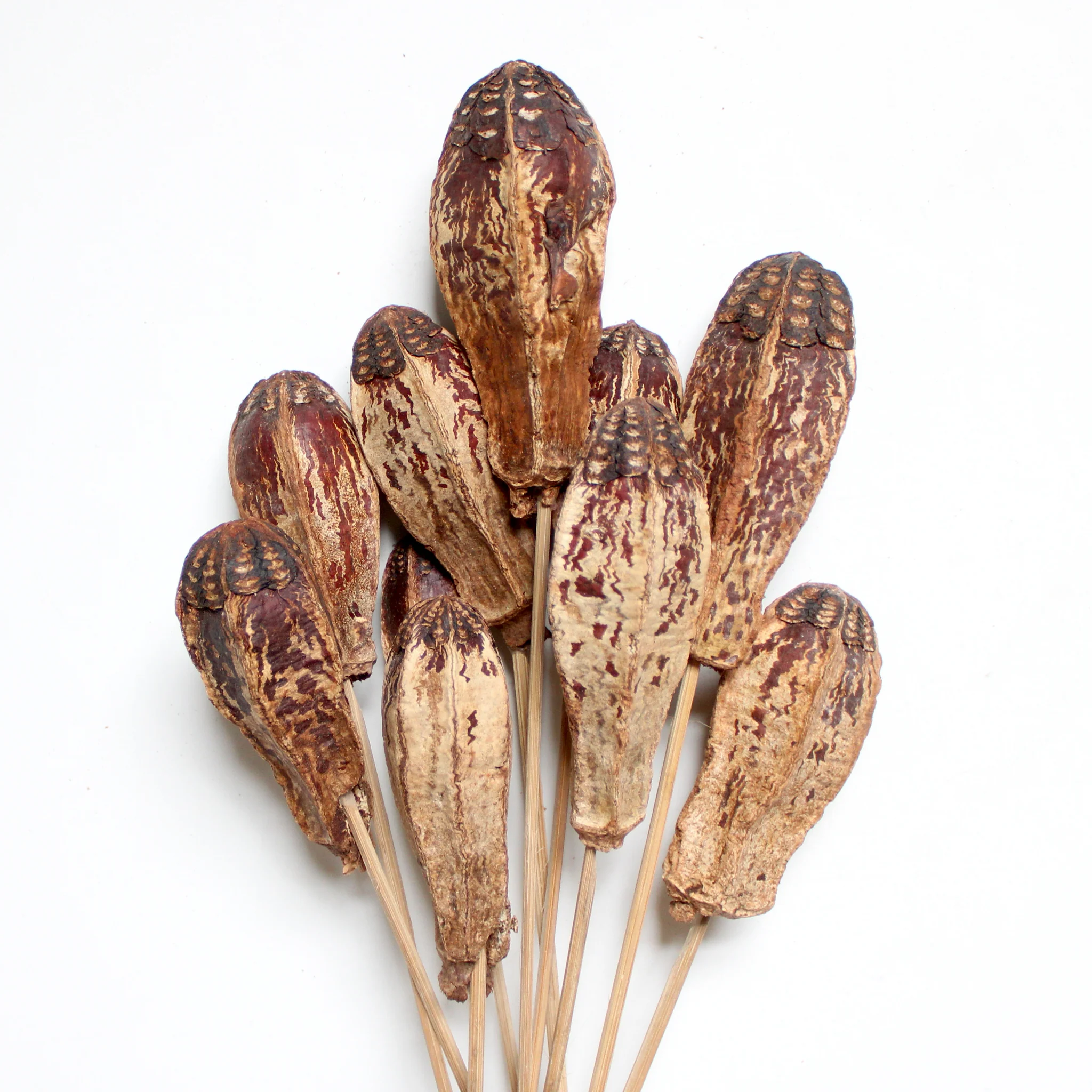 MAHOGANY PODS